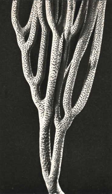  Eunicea anceps