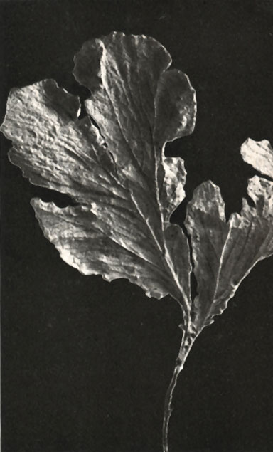  Hmnogorgia quercifolia