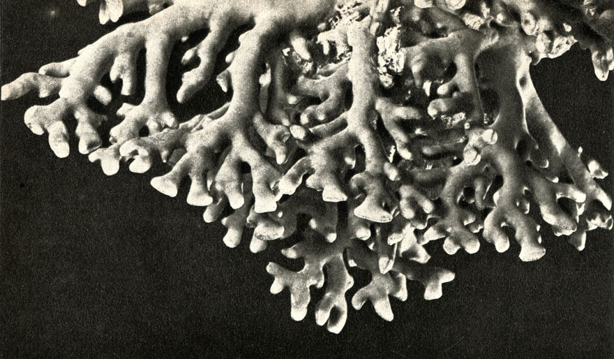  Distichopora violacea