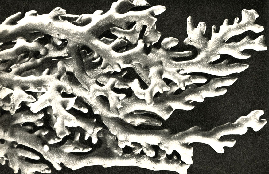  Distichopora cinea