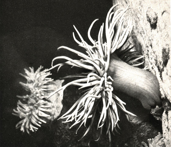   nmonia sulcata