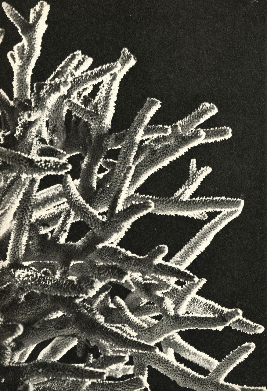   (Acropora = Madrepora cervicornis)