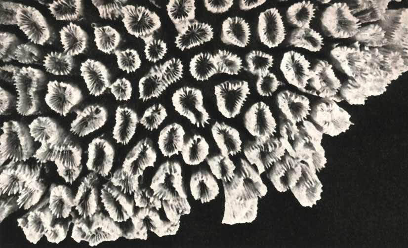   Dasyphyllia echinulata