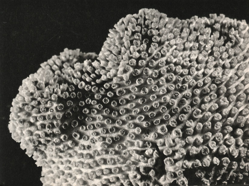    (Galaxea lamarcki)