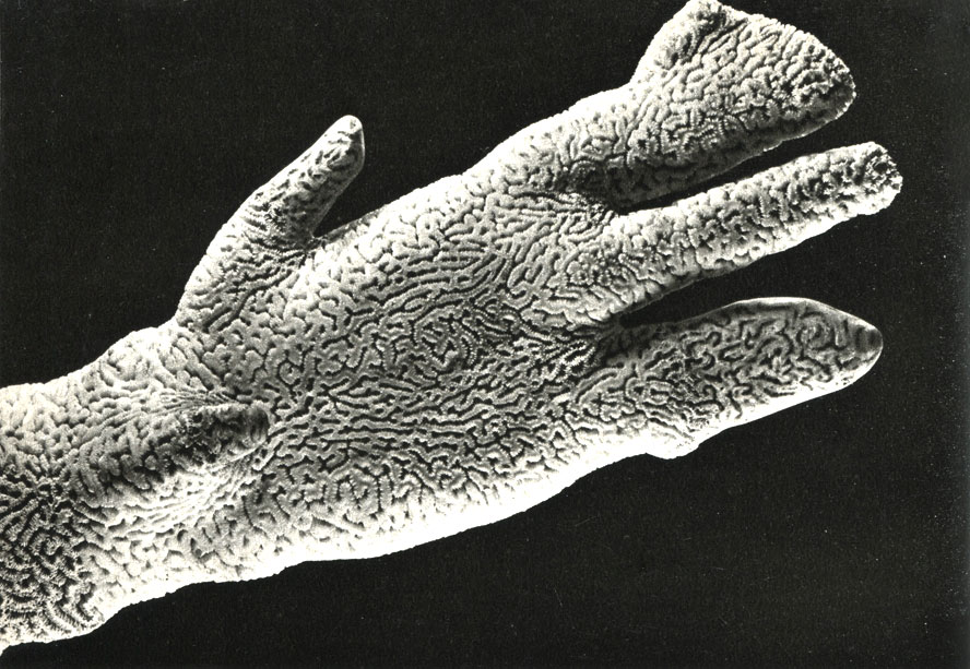   Dendrogyra cylindrus