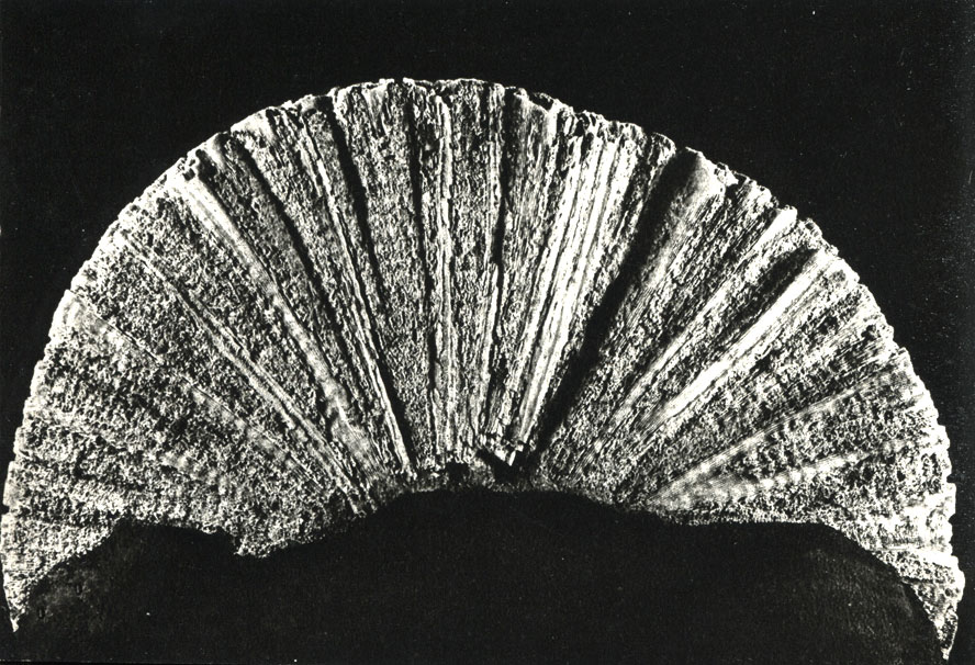    Diploria crassior      