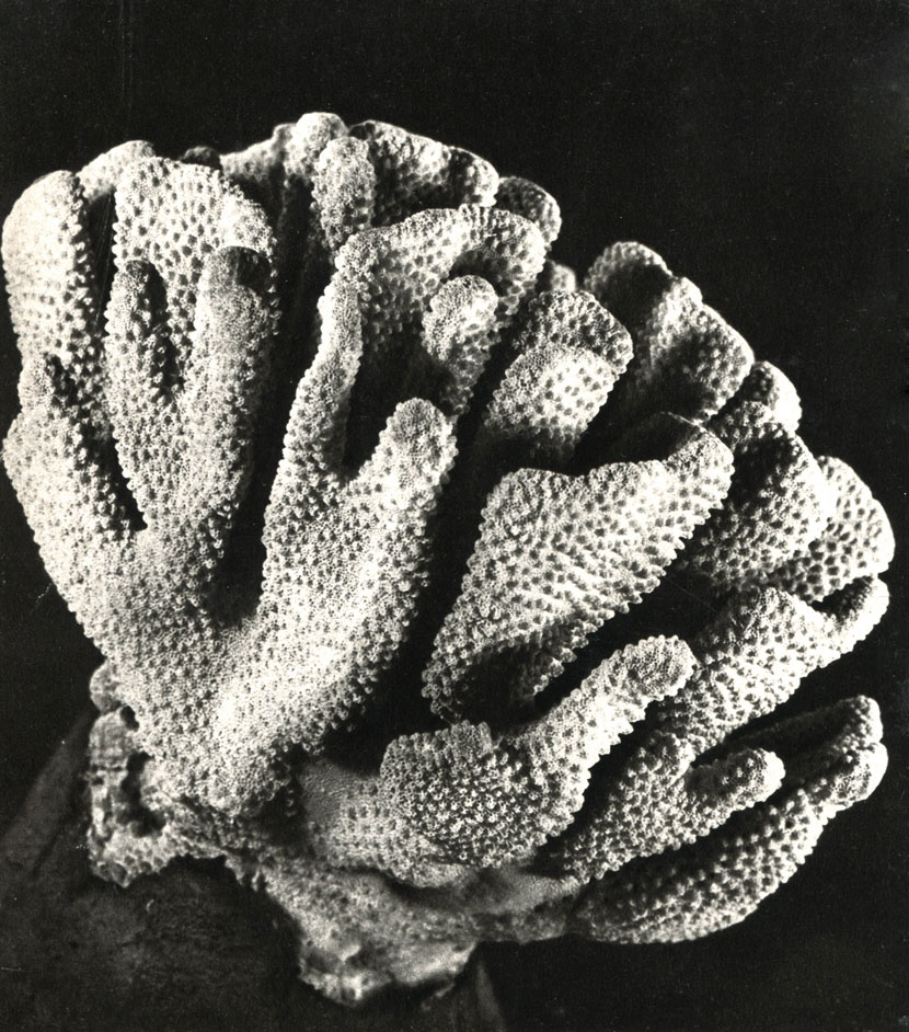  Pocillopora eydouxi