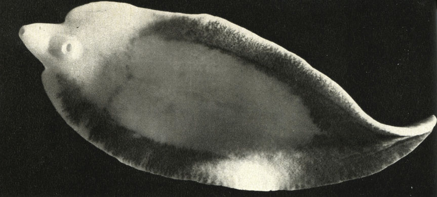   (Fasciola hepatica)