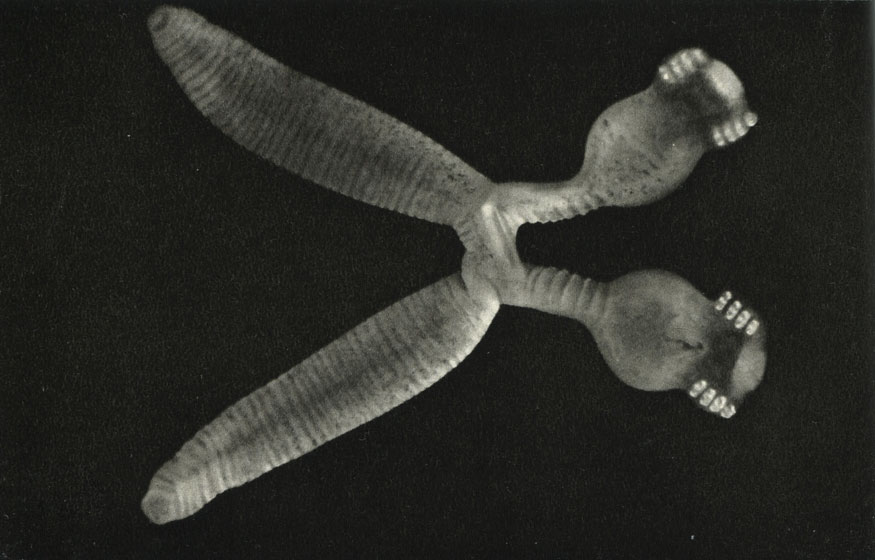   (Diplozoon paradoxum)
