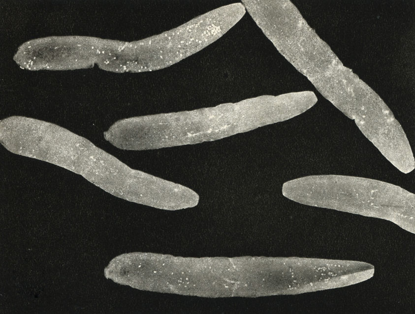    Dipilidium caninum     
