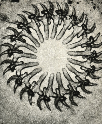   (Rostellum)
