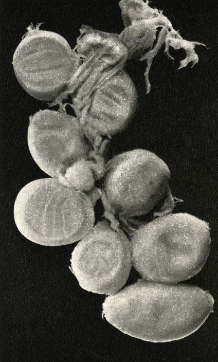   ' ' (Taenia pisiformis)