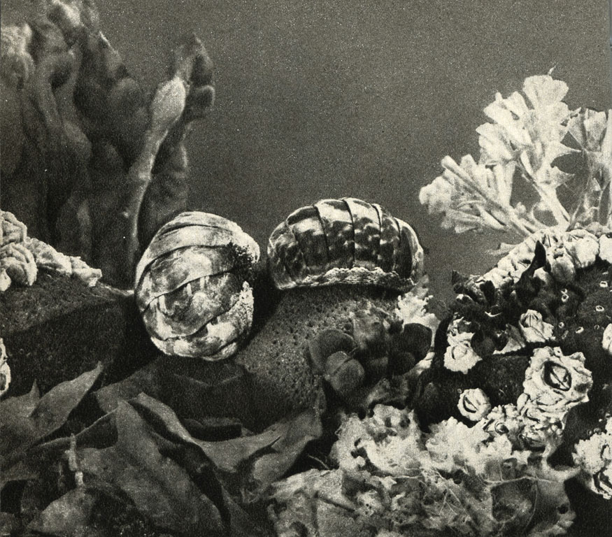   (Placophora)