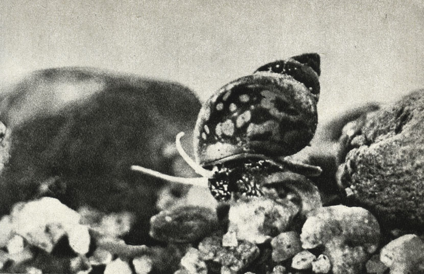  (Bithynia tentaculata)