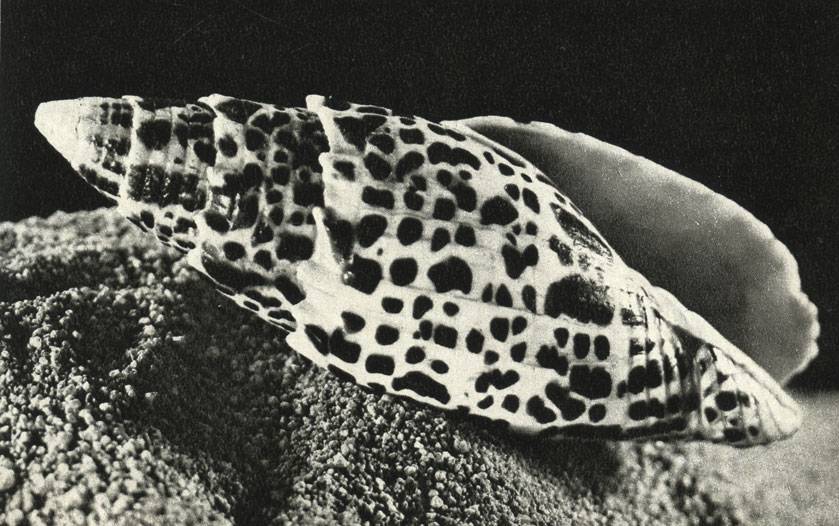   (Mitra papalis)