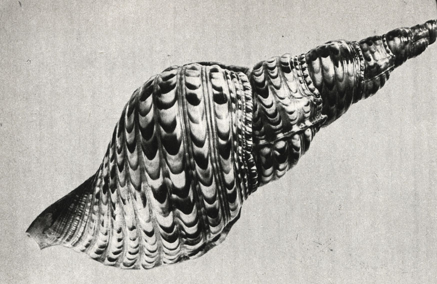   (Tritonium tritonis)
