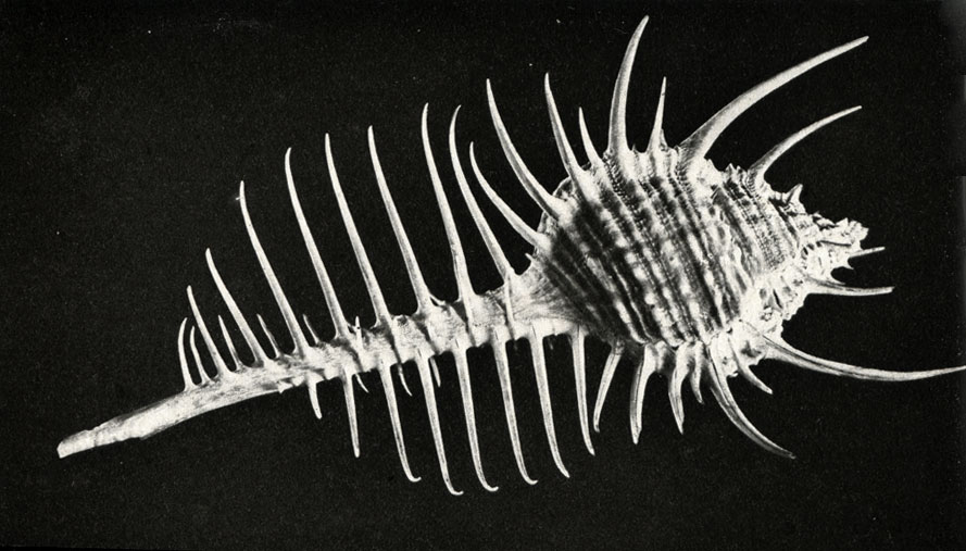    (urex tenuispina)