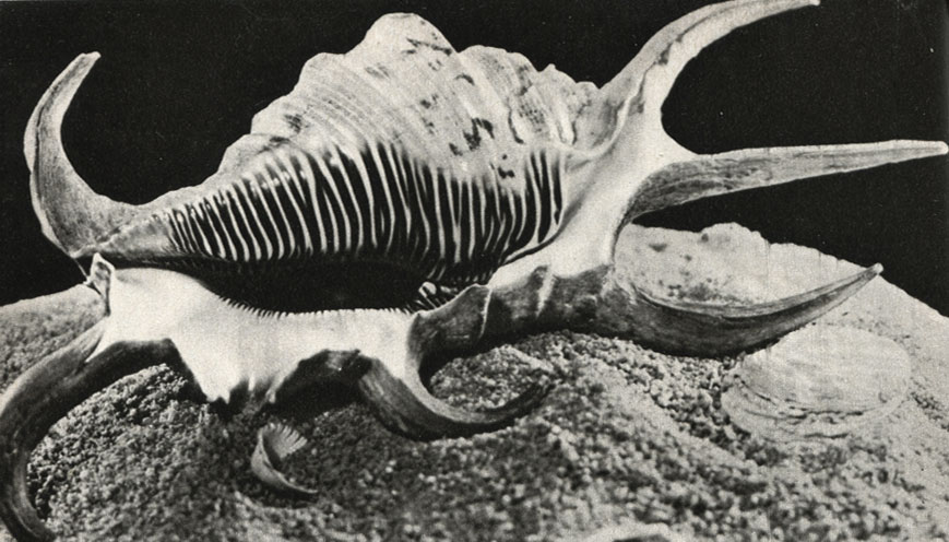  Pterocera rugosa