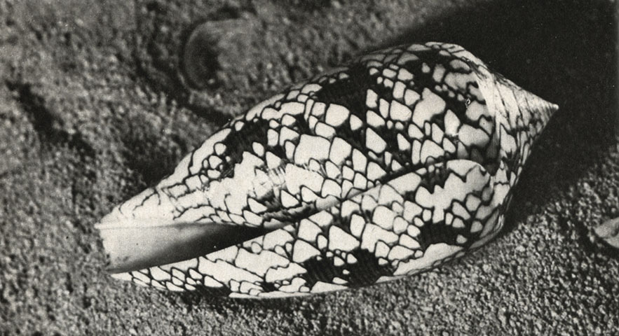   (Conus textile)