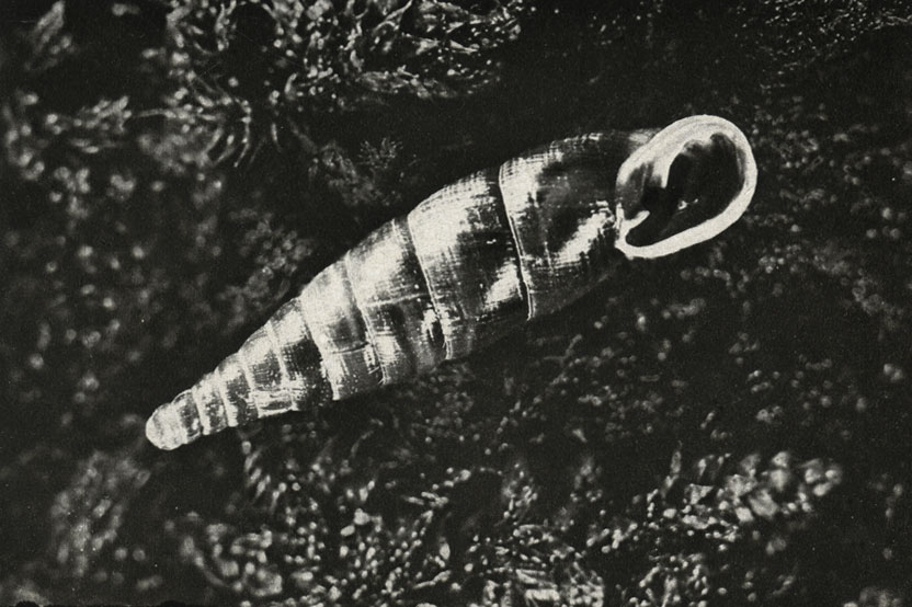 Cochlodina laminata