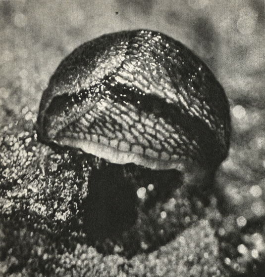   (Arion hortensis)
