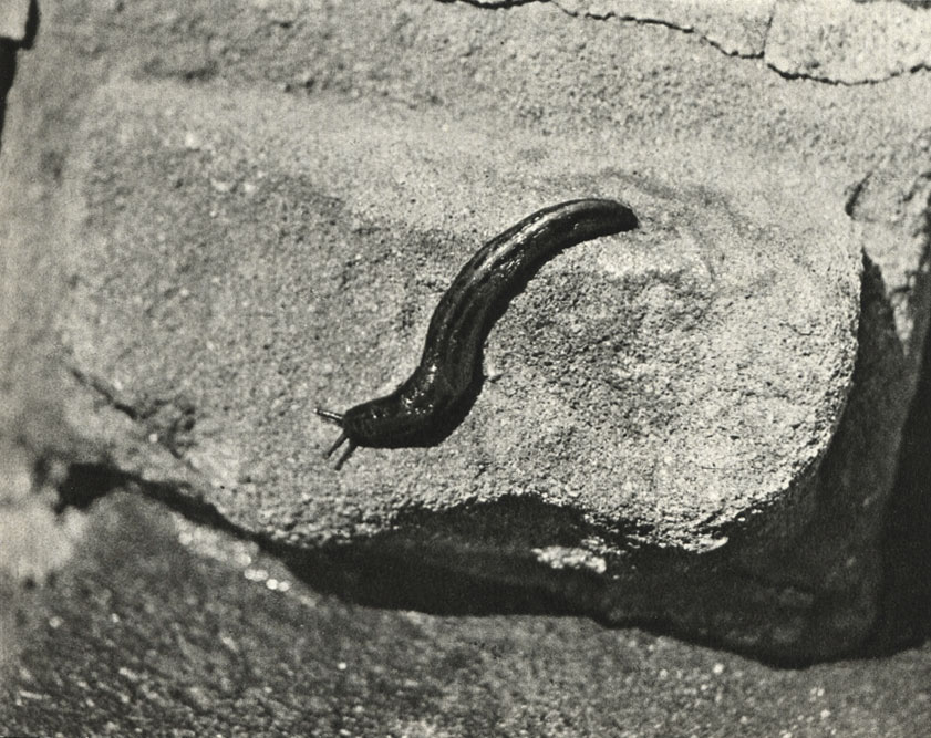   (Limax maximus),