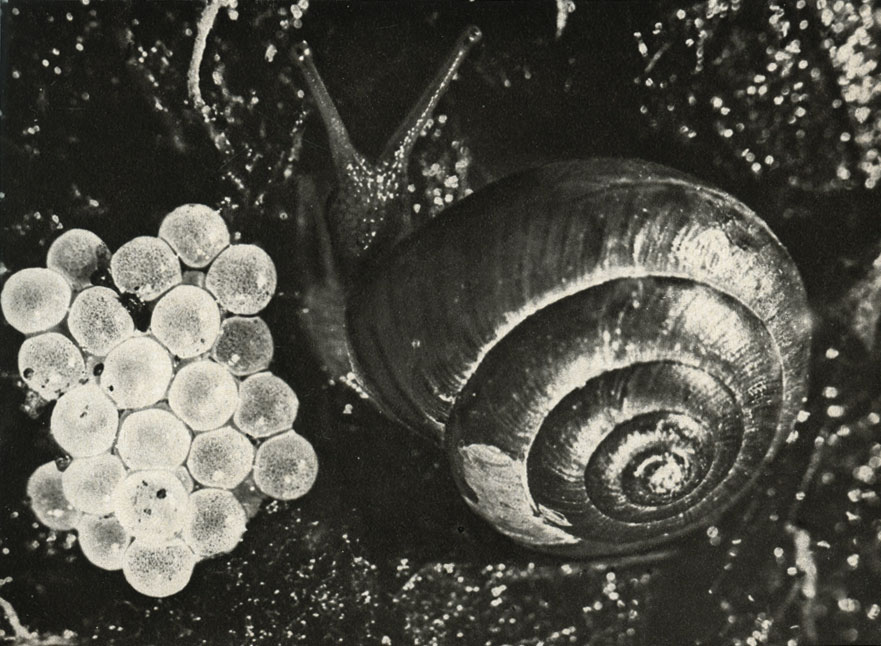     nacha incarnata