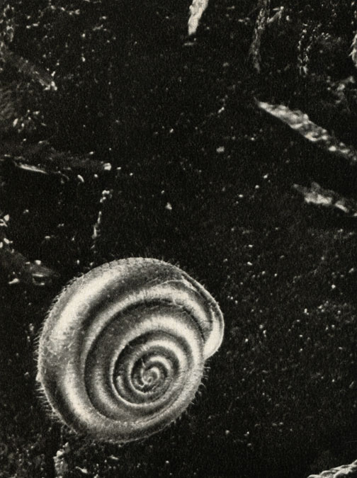   (Isogtiomostoma personatum)