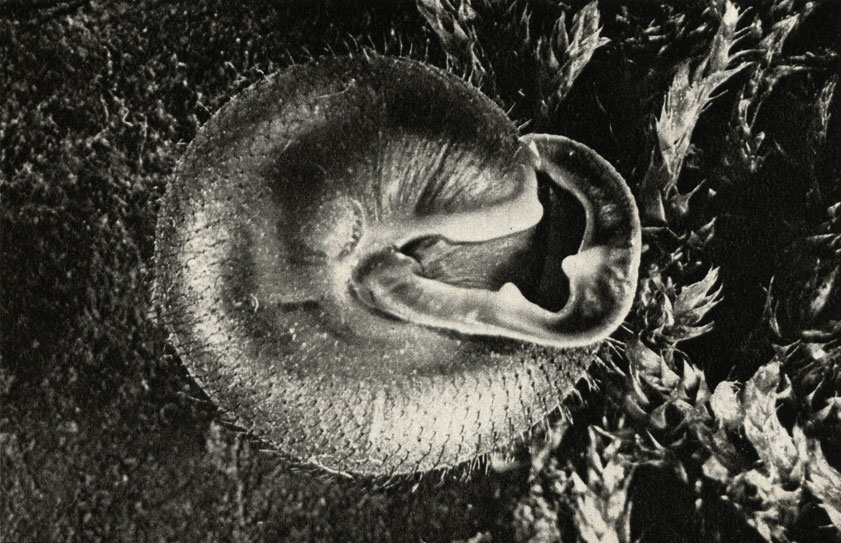   (Isogtiomostoma personatum)
