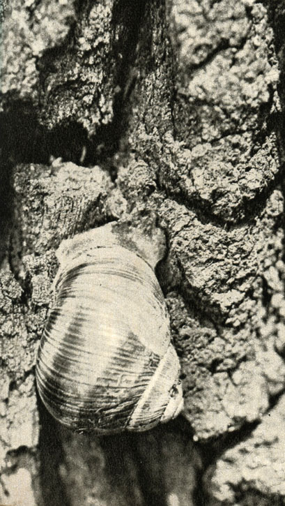   (Helix matia)
