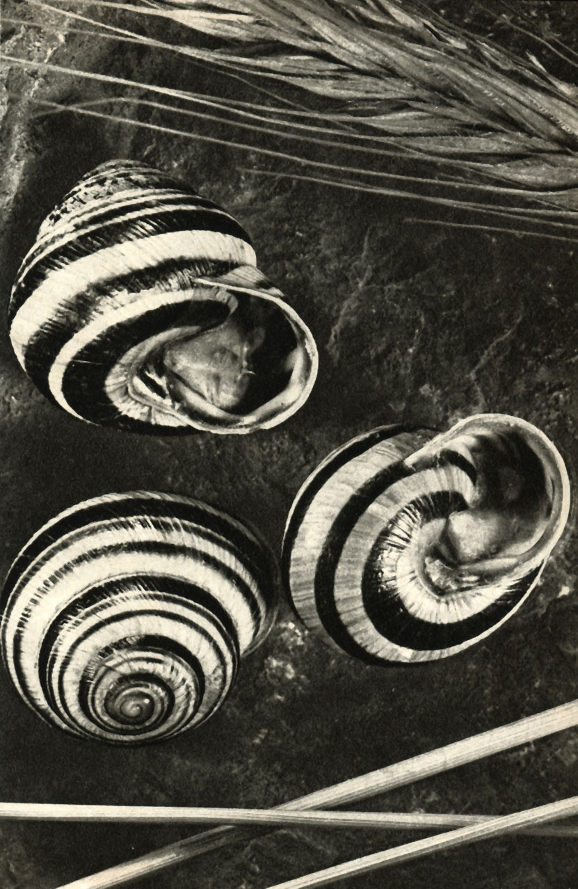  Cepaea vindobonensis