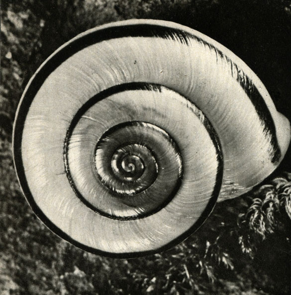   (Helicigona faustina)