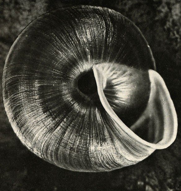  Helicigona banatica