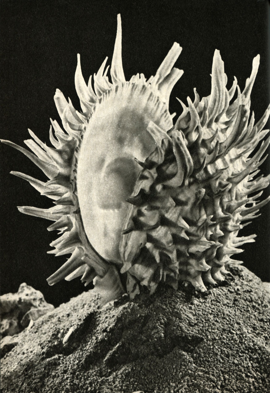   (Spondylus pictorum)
