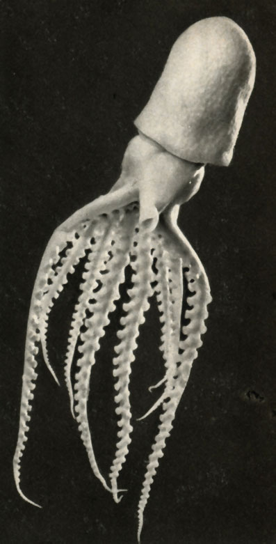  Philonexis catenulata