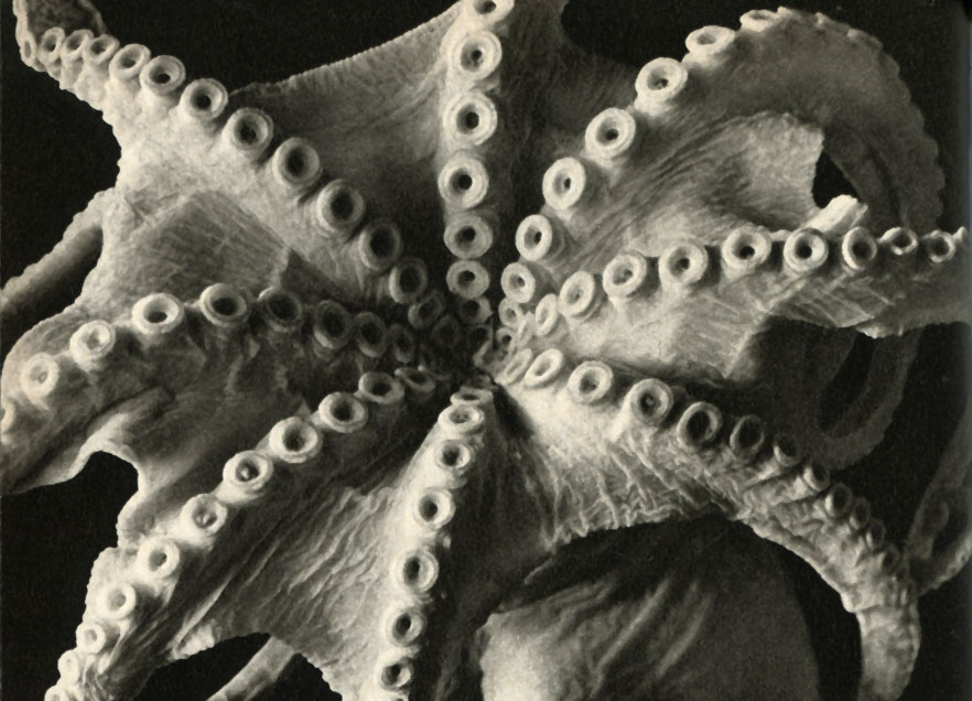   (Eledone = Ozaena moschata)