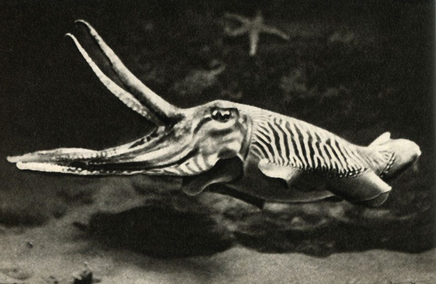   (Sepia officinalis)
