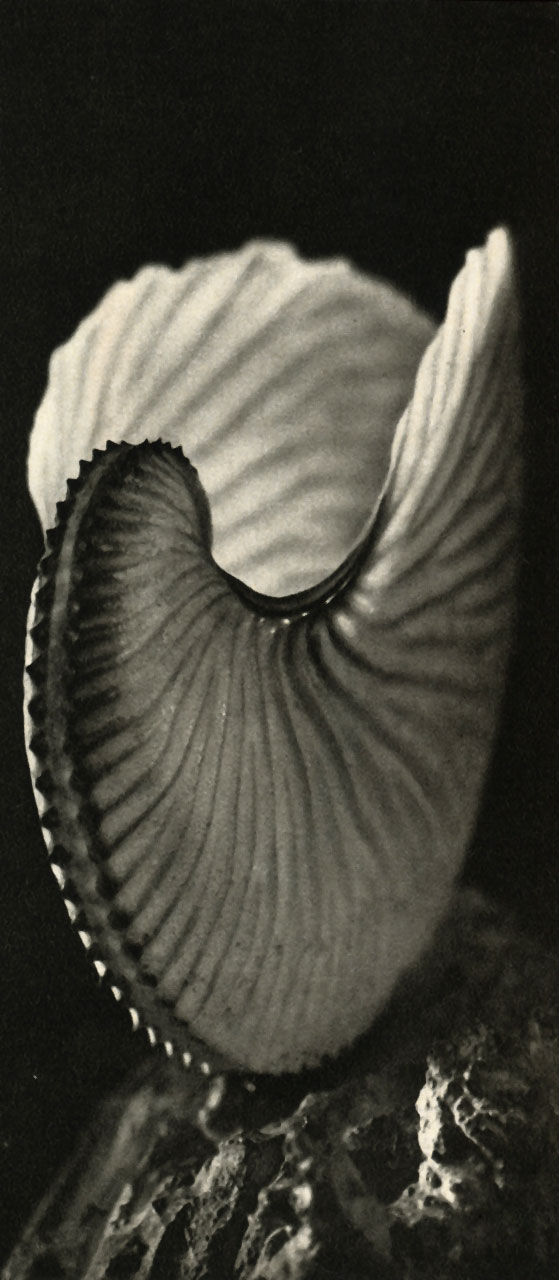    (Argonauta argo)