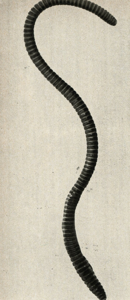   ,    (Lumbricus rubellus)