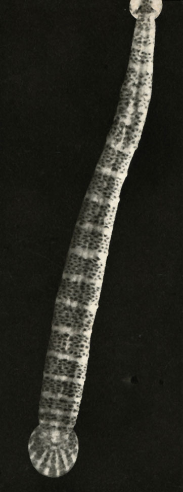    (Piscicola geometra)