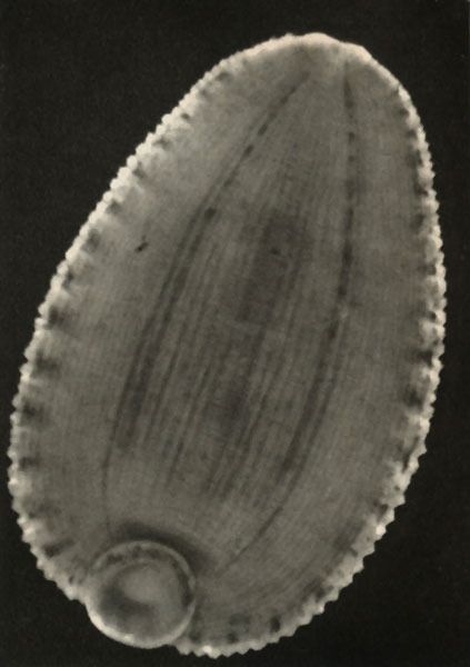   (Glossiphonia complanata),  