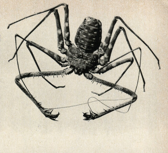   (Phrynichus reniformis)