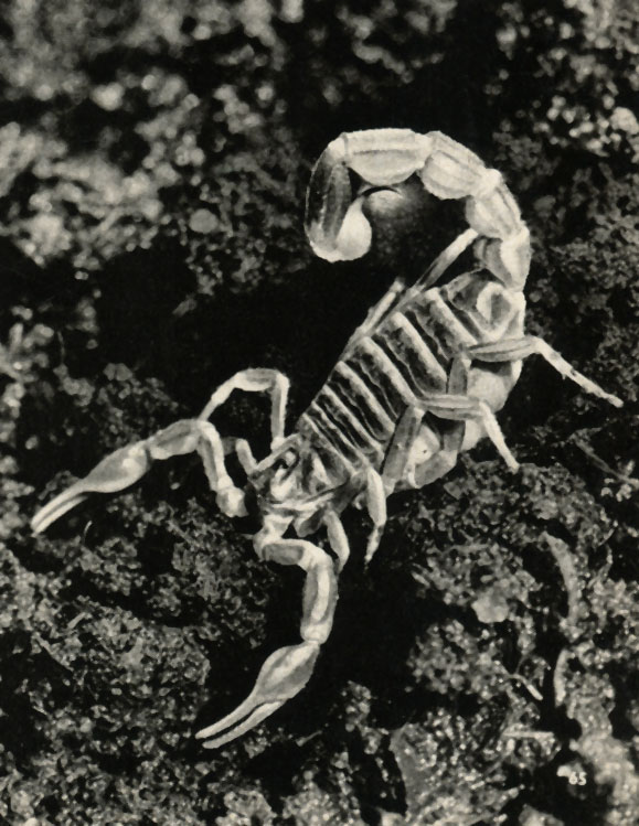 ϸ  (Buthus eupeus)