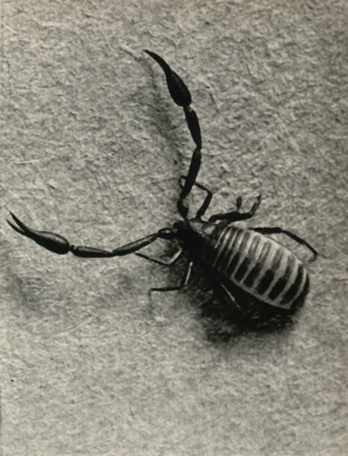  - (Chelifer cancroides)