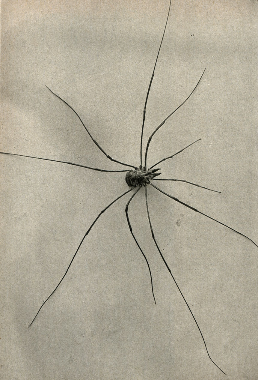  (Phallangium opilio)