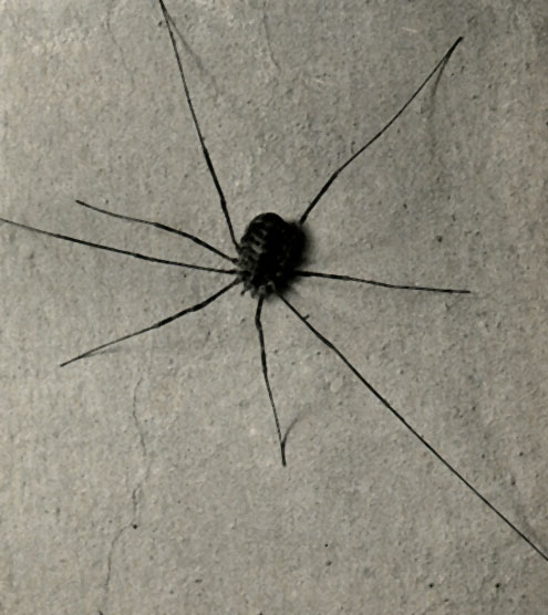   (Opilio parietinus)