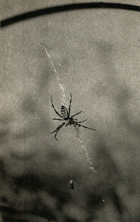   (Argiope bruenichi)