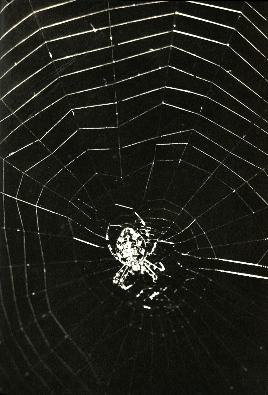    (Aranea diadema)
