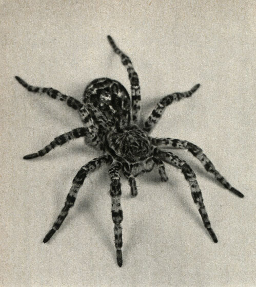  (Hogna = Trochosa singoriensis)
