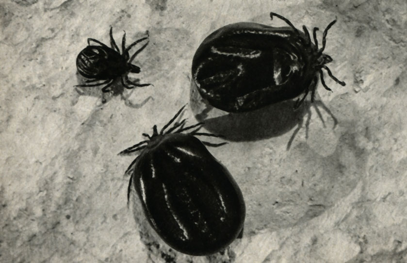    (Ixodes ricinus)